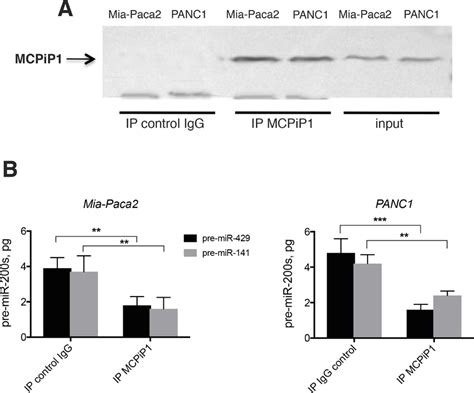 Effect Of Immunoprecipited Mcpip On The Stability Of Pre Mature