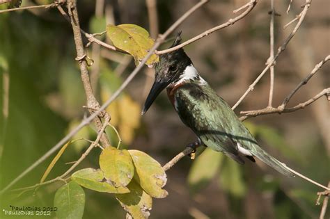 Avifauna Mag Estrada Da Serra Velha