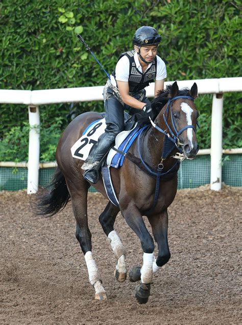 【シリウスs前日情報】サンライズホープは重賞初制覇を狙う 羽月友彦調教師「今回は言い訳できない舞台」 Umatoku 馬トク