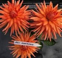 Bel Marmalade PAPA PAUL S DAHLIAS