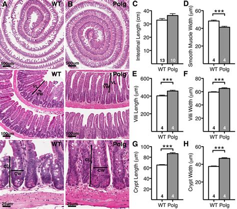 Small Intestine Morphology Of Polgd A Mice Hematoxylin And Eosin