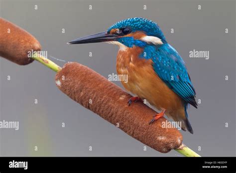 Common Kingfisher Alcedo Atthis Male On Cattail Florence Italy