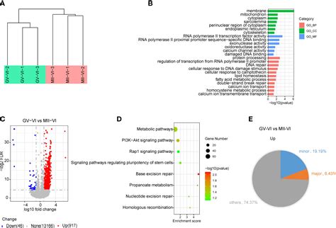 Frontiers Effects Of Meiotic Stage Specific Oocyte Vitrification On