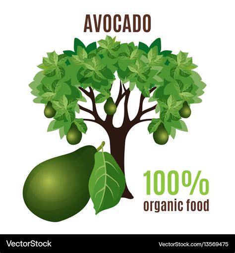 Avocado Tree Isolated With Fruit Below Vector Image