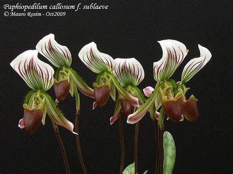 Paphiopedilum Callosum Rchbf Stein F Sublaeve Orchid Planting Guide