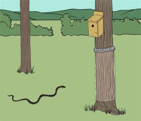 Nestwatch How To Protect Tree Mounted Nest Boxes From Snakes Nestwatch