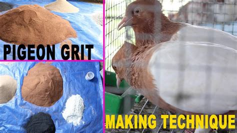 PIGEON GRIT MAKING TECHNIQUE YouTube