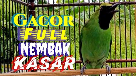 Pancingan Cucak Ijo Super Gacor Full Nembak Kasar Tajam Youtube