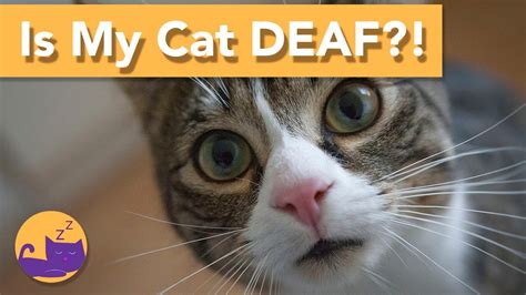 How to Care for a Deaf Cat – TOP CARE TIPS – HousePetsCare.com