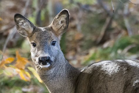 rådyr 10 rådyr roe deer capreolus capreolus Place Frede Flickr