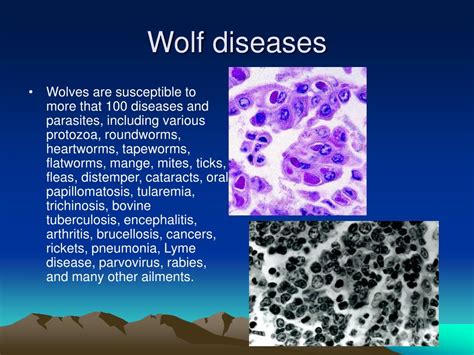 Ppt Wolf Presentation Powerpoint Presentation Free Download Id 359082