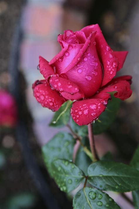 Free Images : blossom, rain, flower, petal, red, botany, pink, japan ...