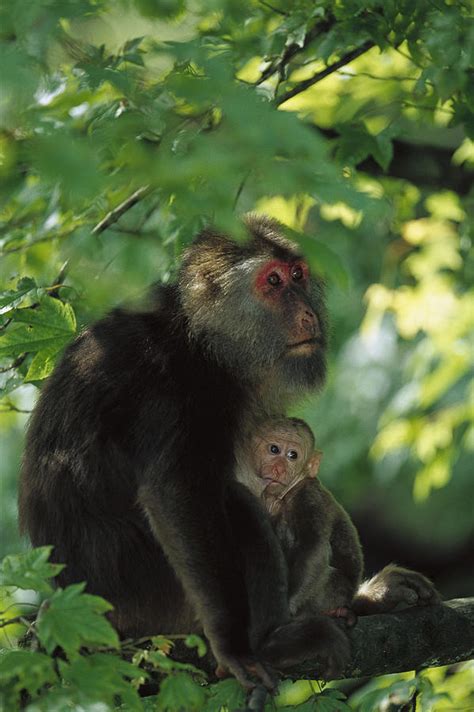 Tibetan Macaque Nursing Baby Photograph by Cyril Ruoso | Fine Art America