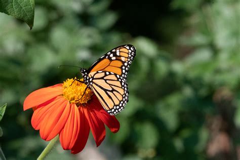 Monarch Butterfly On Tithonia Michigan Monday Lowell Mi Flickr