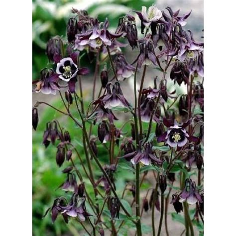 Aquilegia Vulgaris William Guiness Harangláb