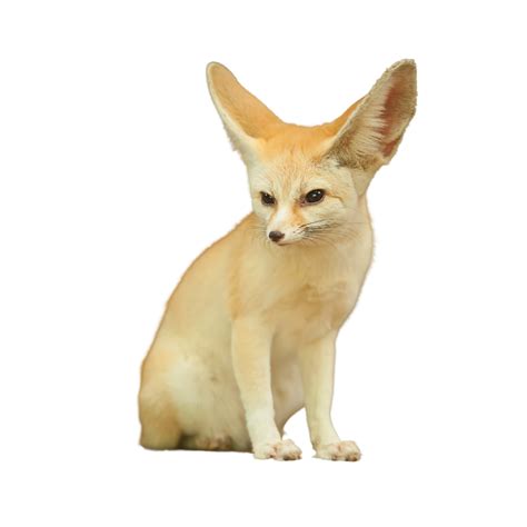 Pet Fennec Fox Care Guide - Exotic Pet Wonderland