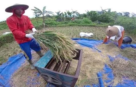 Gambar 1 Kegiatan Kelompok Tani Ngudi Rahayu Saat Proses Panen Padi