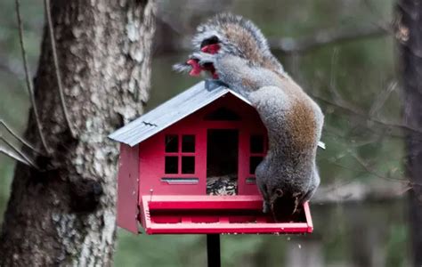 4 Unbelievable Squirrel House Designs