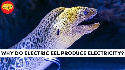 Why Do Electric Eel Produce Electricity Fascinating Facts Why