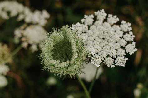 Closeup Photo Of White Queen Annes Lace Flower · Free Stock Photo