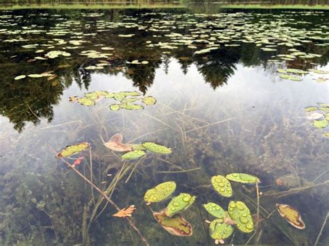 Pond Weed & Plant Identification Guide - Hydrosphere Water Gardens