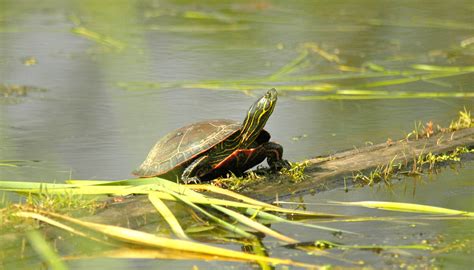 Port of Portland - Portside - Celebrating our Region’s Wildlife on ...