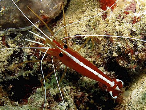 Marine Ecology ARW: Crustaceans and Echinoderms in Construction