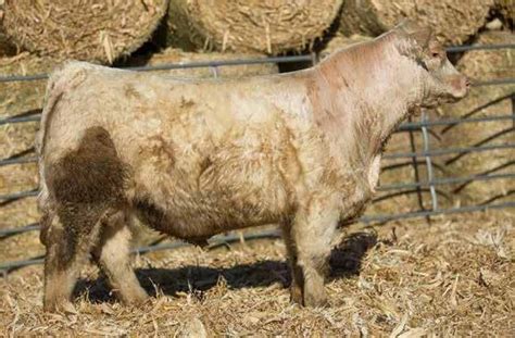 Dybdal Charolais Bull Sale By Rafter7design Issuu