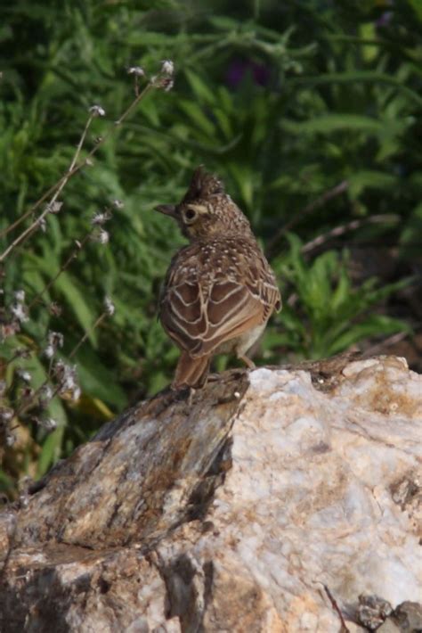 Album Oiseaux D Espagne Rencontres Avec Les Oiseaux Les Animaux Et