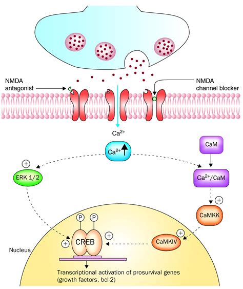 Why Did Nmda Receptor Antagonists Fail Clinical Trials For Stroke And