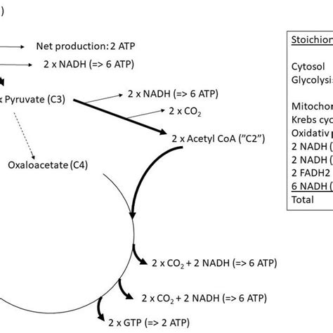 4. Stoichiometry of glucose oxidation. The pathway for glucose ...