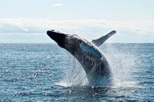 Puerto Madryn Argentina Penisola Di Valdes Guida Di Viaggio Fai Da Te