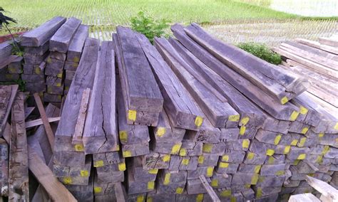 Pohon Kayu Besi