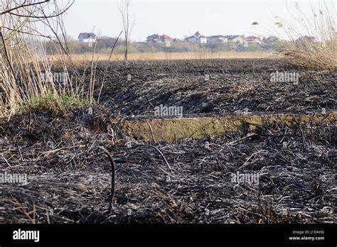 Cleaning The Fields Of The Reeds And Dry Grass Natural Disaster