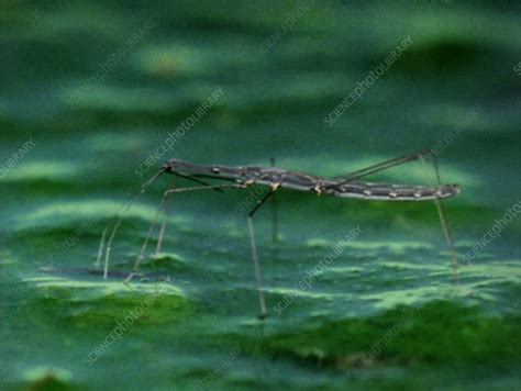 aquatic bug stock video clip  science photo library
