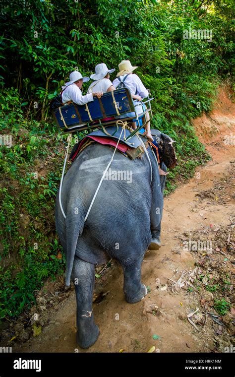 Elephant Trekking Through Jungle In Thailand Stock Photo Alamy