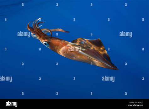 Giant Squid Hi Res Stock Photography And Images Alamy