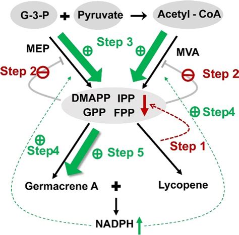 Proposed Mechanism For High Level Germacrene A Production Through