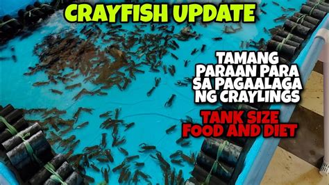 Tamang Paraan At Mga Dapat Tandaan Sa Pagaalaga Ng Craylings Tank