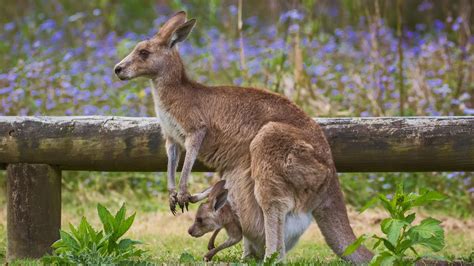 Marsupiais O Que São Características Reprodução Habitat E Exemplos