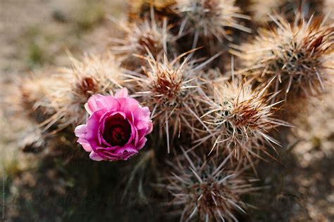 Cactus Flower And Spines With Different Textures Growing In Desert By