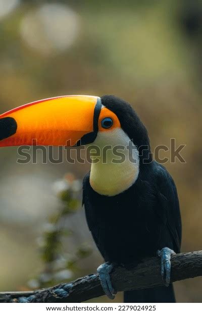 Photo Ramphastos Toco Aka Tucanotoco Typical Stock Photo