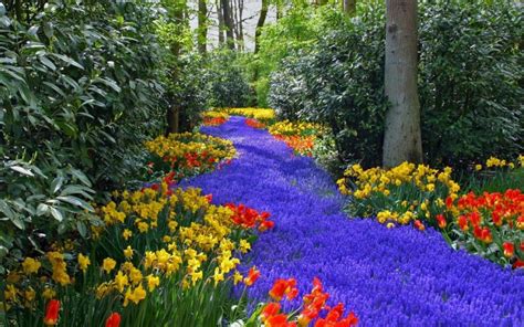 Beautiful colorful flowers - Relaxing nature in the park