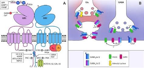 Figure From The Role Of Gabab Receptors In The Subcortical Pathways