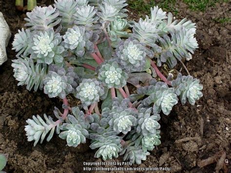 Sedums Plant Care And Collection Of Varieties