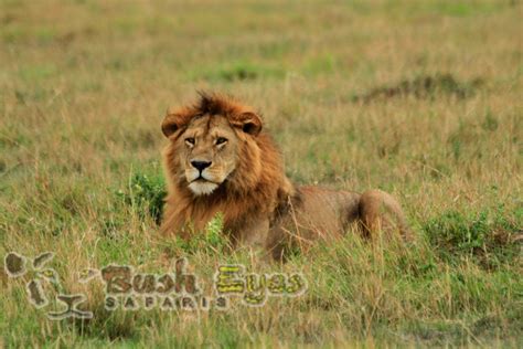 Interesting Facts about Lions – Busheyes