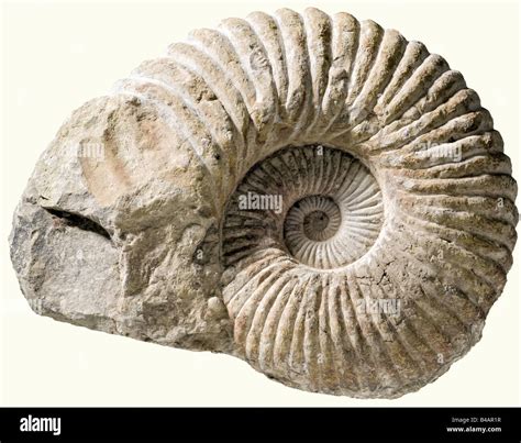 A Large Ammonite Cretaceous Age Circa Million Years Fossilized