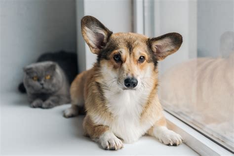 Corgi Scared Of 'Munchkin Cat' Plays Dead Until German Shepherd Helps ...