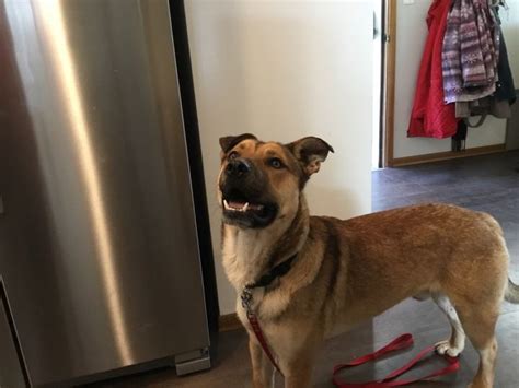 Dog For Adoption Bobo A German Shepherd Dog Mix In Spokane Wa