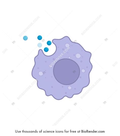 Free Macrophage Phagocytosing 1 With Particles Icons Symbols